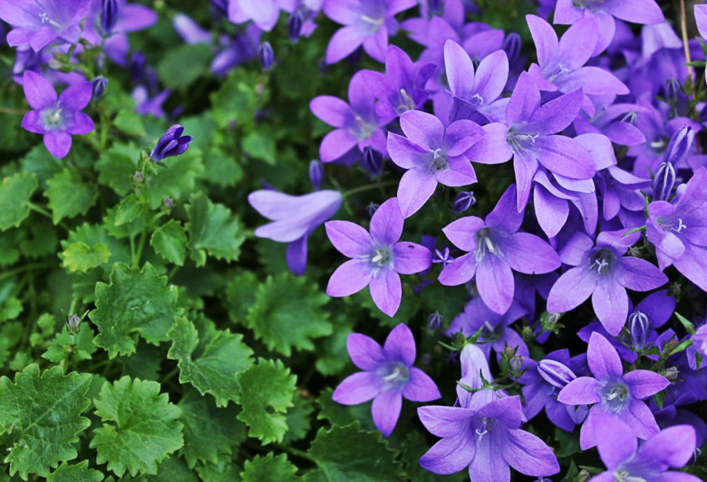 TOP the Best Plants For Your Flower Bed - Best Landscape Ideas