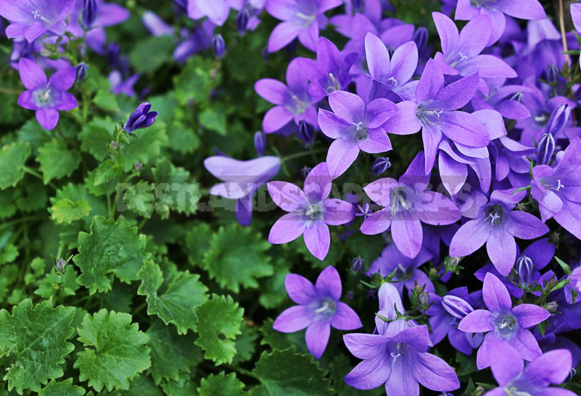 TOP the Best Plants For Your Flower Bed