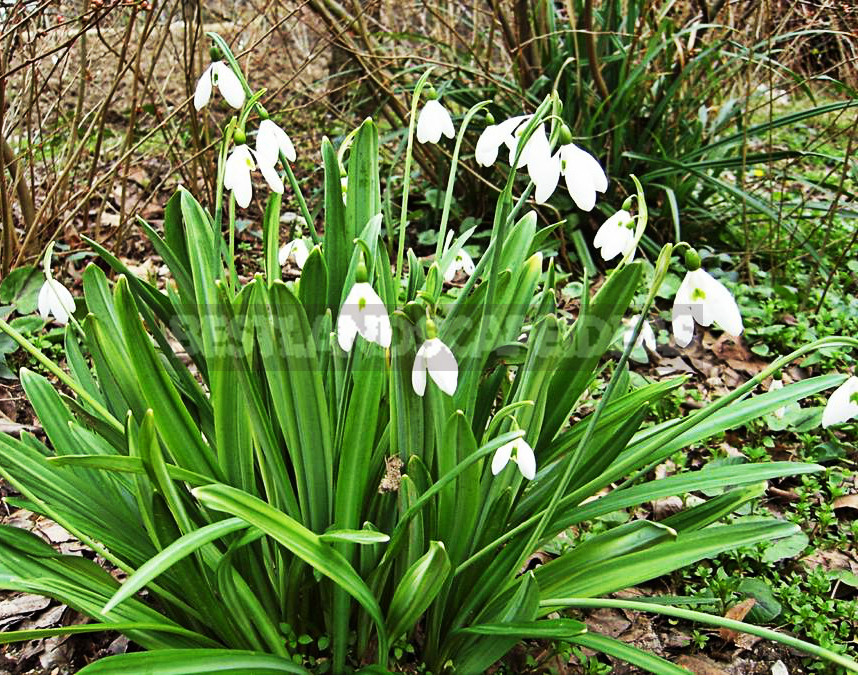 TOP the Best Plants For Your Flower Bed