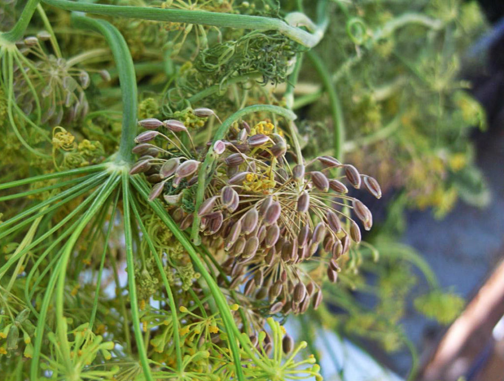 Medicinal Properties of Dill Best Landscape Ideas
