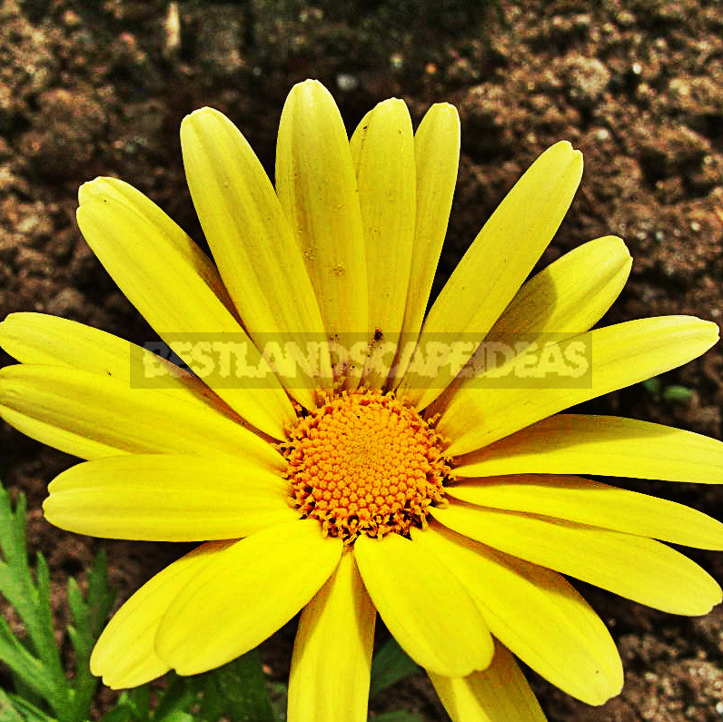 Edible Chrysanthemums