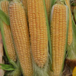 How To Plant And Care For Corn