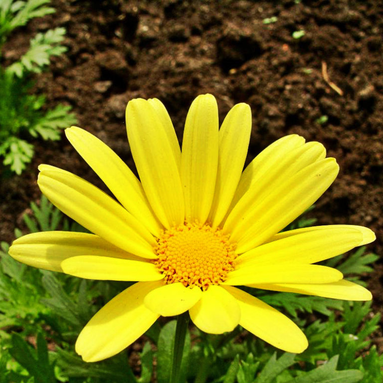 Edible Chrysanthemums Best Landscape Ideas