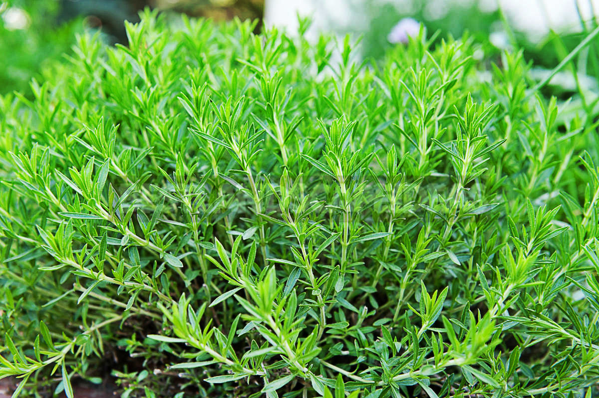 How To Plant And Care For Artemisia Dracunculus