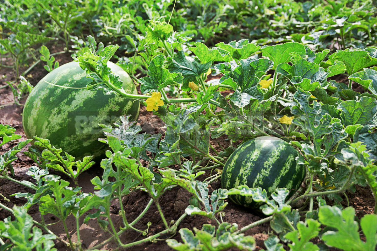 How To Plant And Care For Watermelon