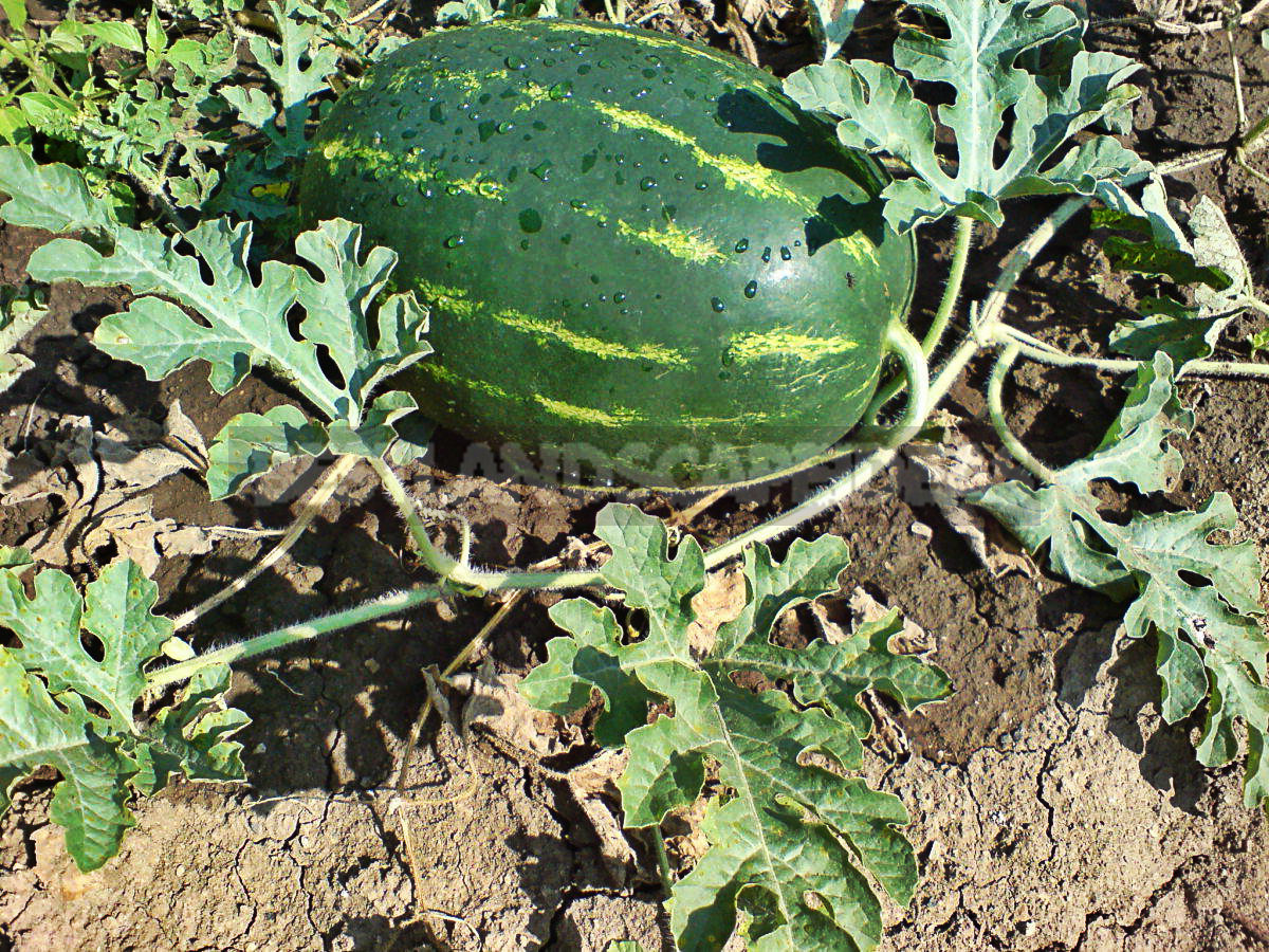 How To Plant And Care For Watermelon