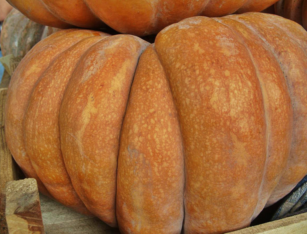 How To Plant And Care For Cucurbita