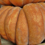 How To Plant And Care For Cucurbita