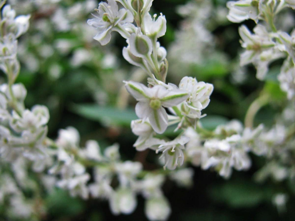 Bukhara Fleeceflower – Unpretentious Plant