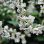 Bukhara Fleeceflower – Unpretentious Plant