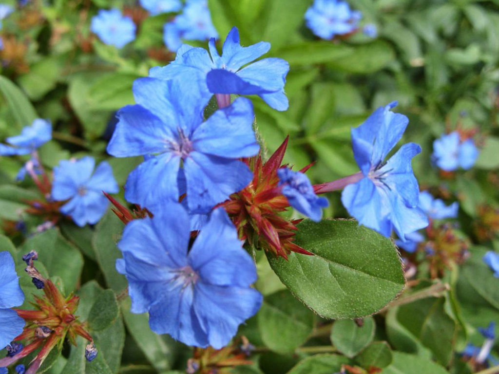 Ceratostigma – Exquisite Beauty From China