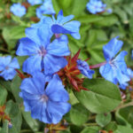 Ceratostigma – Exquisite Beauty From China