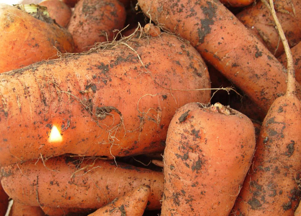 Useful Properties of Carrots
