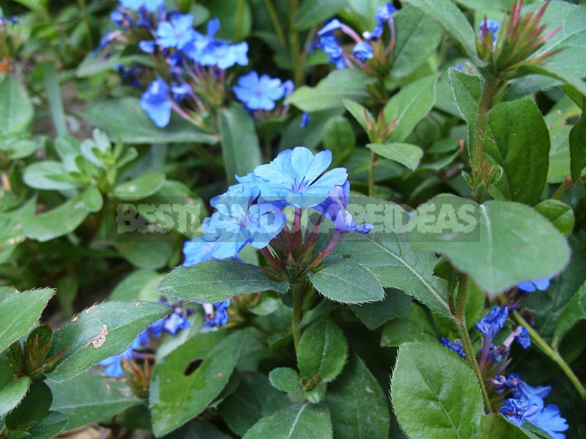 Ceratostigma - Exquisite Beauty From China