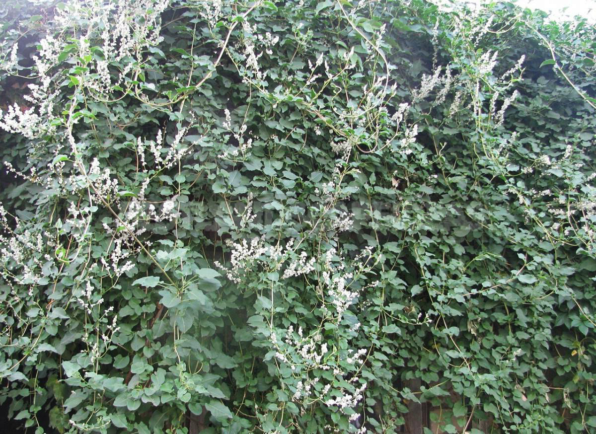 Bukhara Fleeceflower - Unpretentious Plant