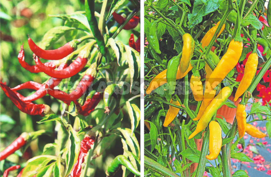 Add Spice: Varieties of Bitter Pepper