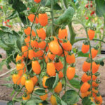 Best Tomatoes: Cherry, Beef, Cocktail