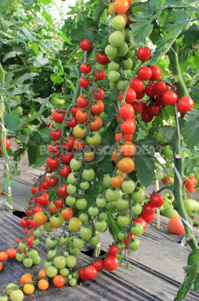 Best Tomatoes: Cherry, Beef, Cocktail