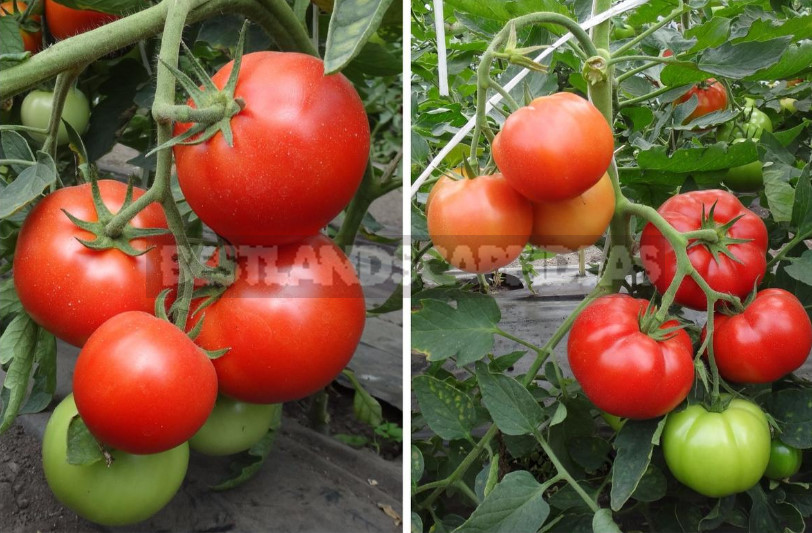 Best Tomatoes: Cherry, Beef, Cocktail