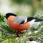 Bullfinch is a Very Interesting Bird