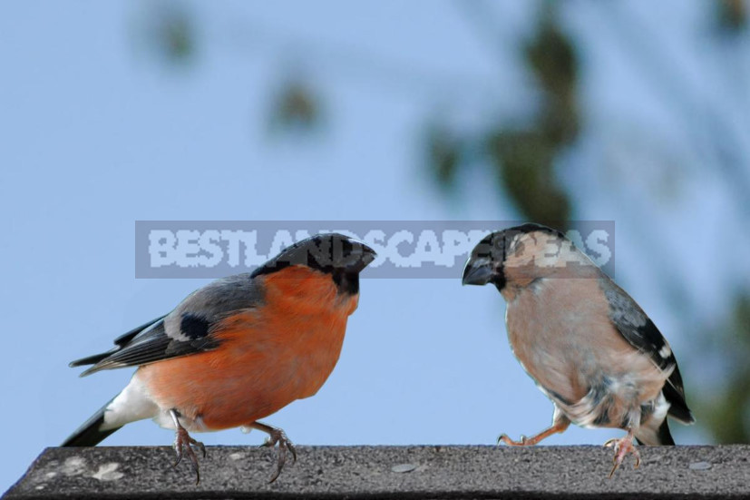 Bullfinch is a Very Interesting Bird