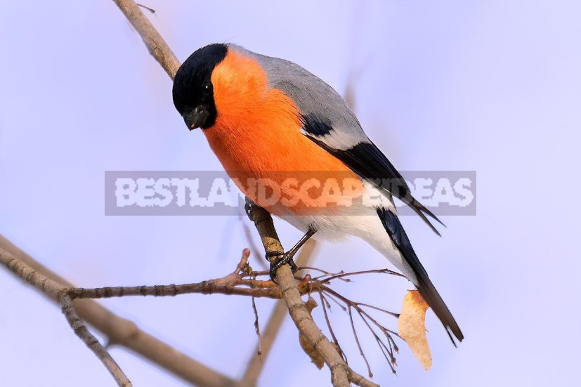 Bullfinch is a Very Interesting Bird