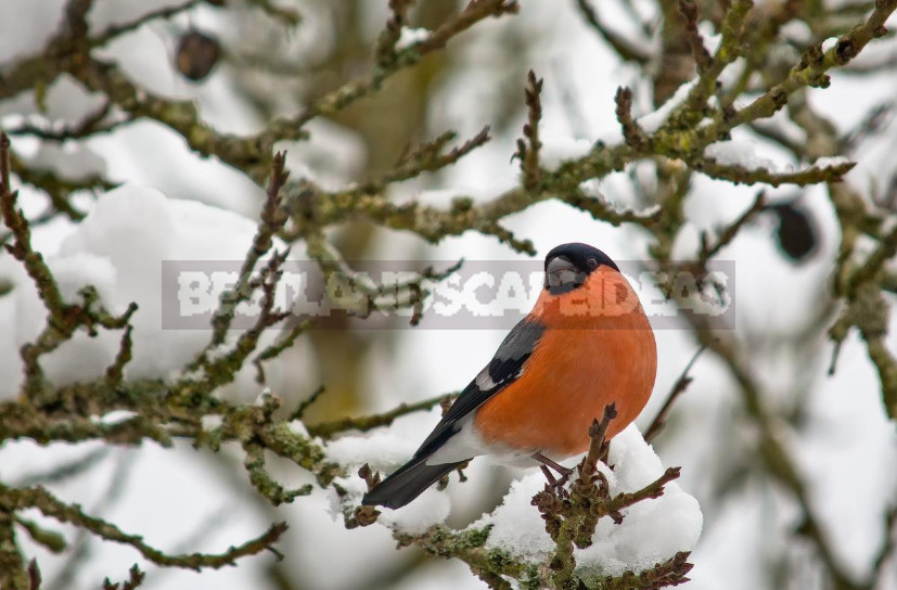 Bullfinch is a Very Interesting Bird