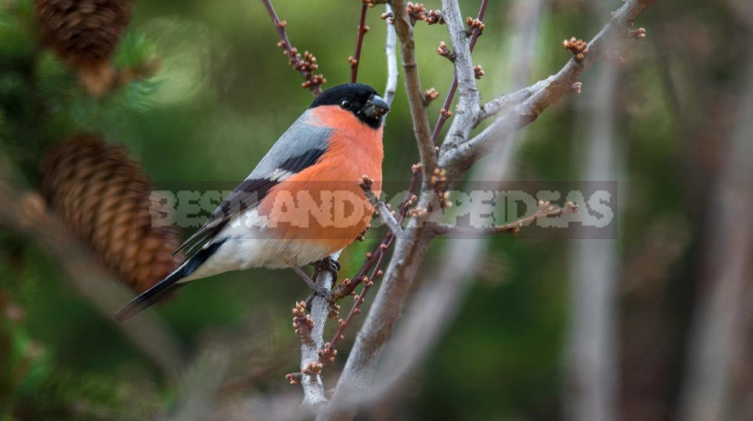 Bullfinch is a Very Interesting Bird