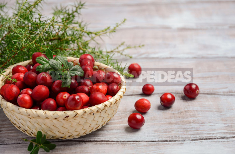 Cranberry: Useful Properties and Contraindications