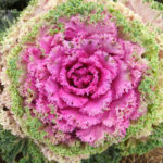Decorative Cabbage: Planting and Care, Types and Varieties (Part 1)