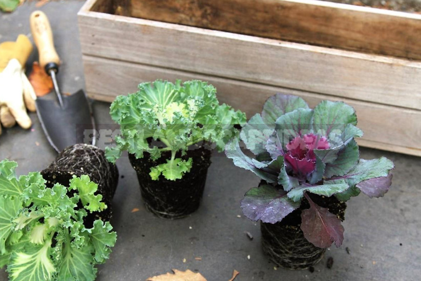 Decorative Cabbage: Planting and Care, Types and Varieties (Part 1)