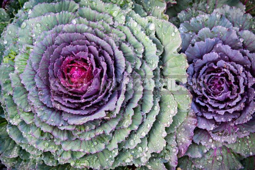 Decorative Cabbage: Planting and Care, Types and Varieties (Part 1)