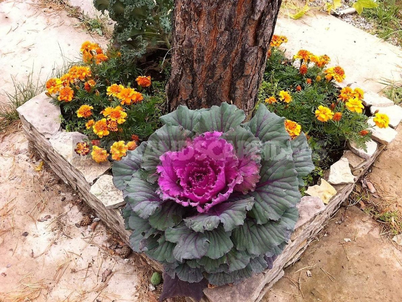 Decorative Cabbage: Planting and Care, Types and Varieties (Part 2)