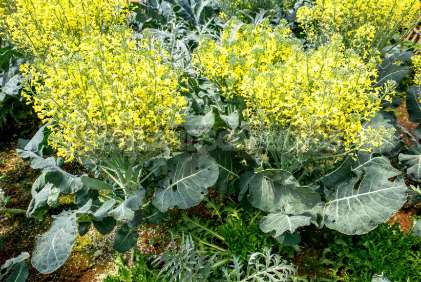 Decorative Cabbage: Planting and Care, Types and Varieties (Part 2)