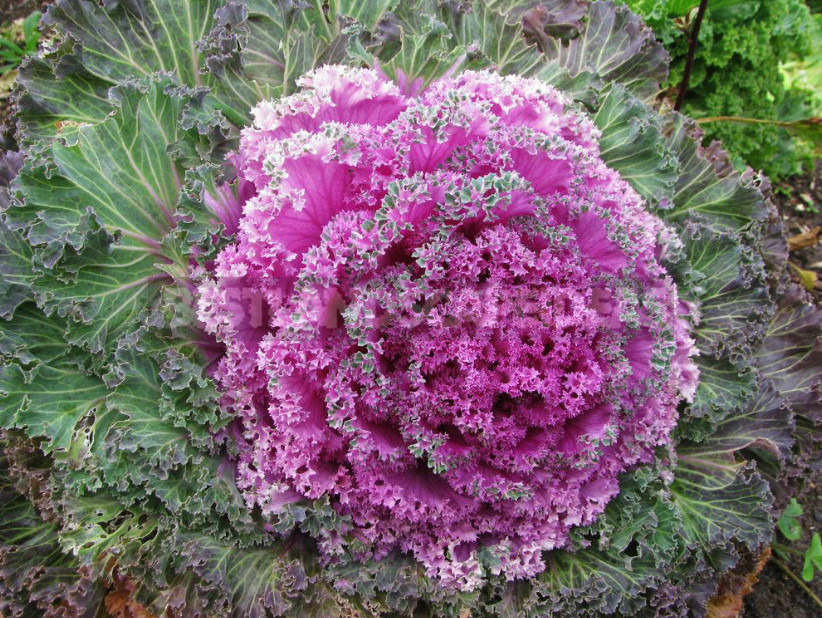 Decorative Cabbage: Planting and Care, Types and Varieties (Part 2)