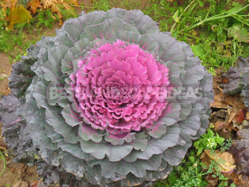 Decorative Cabbage: Planting and Care, Types and Varieties (Part 2)