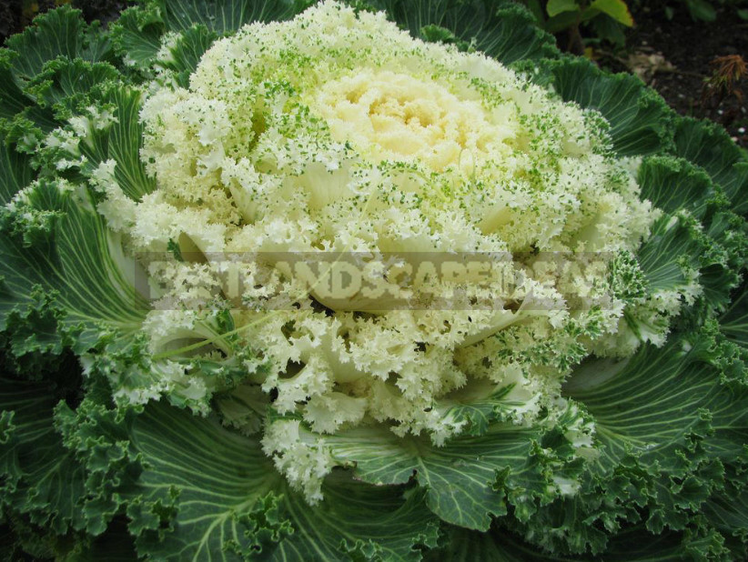 Decorative Cabbage: Planting and Care, Types and Varieties (Part 2)