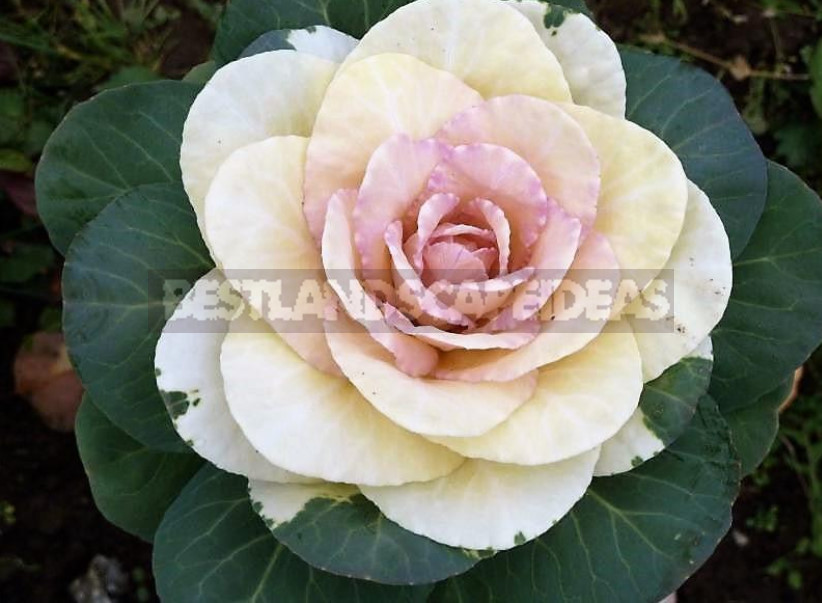 Decorative Cabbage: Planting and Care, Types and Varieties (Part 2)