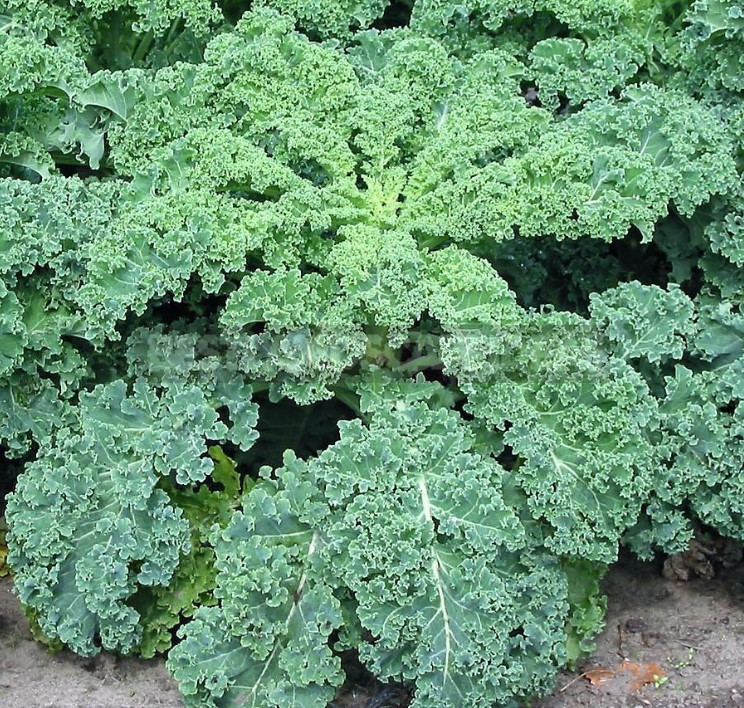 Decorative Cabbage: Planting and Care, Types and Varieties (Part 2)