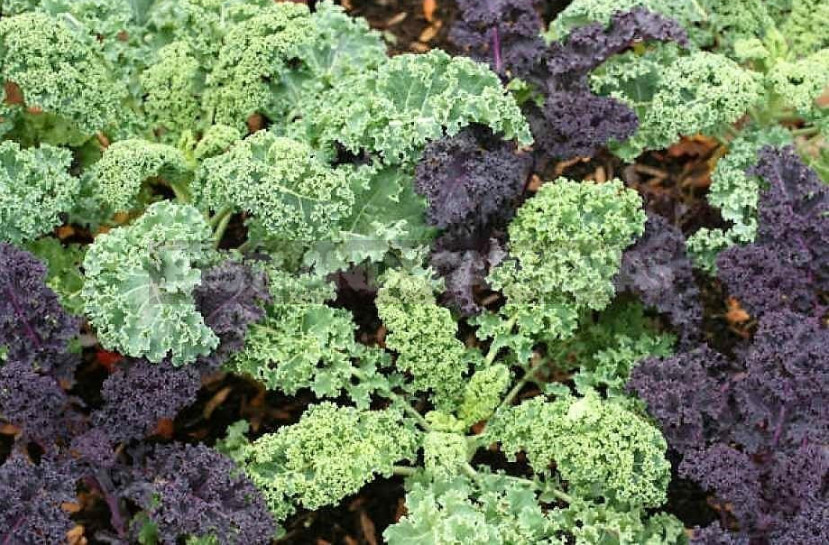 Decorative Cabbage: Planting and Care, Types and Varieties (Part 2)