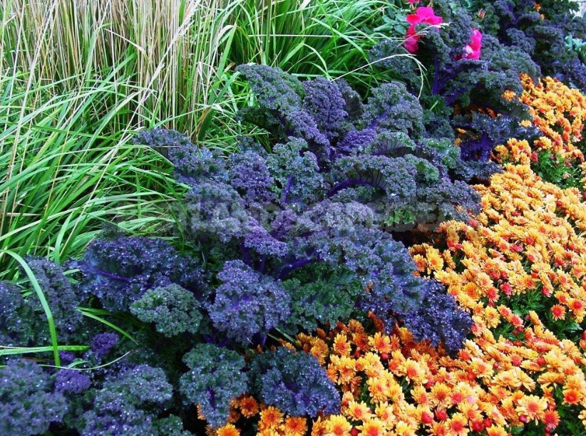 Decorative Cabbage: Planting and Care, Types and Varieties (Part 1)