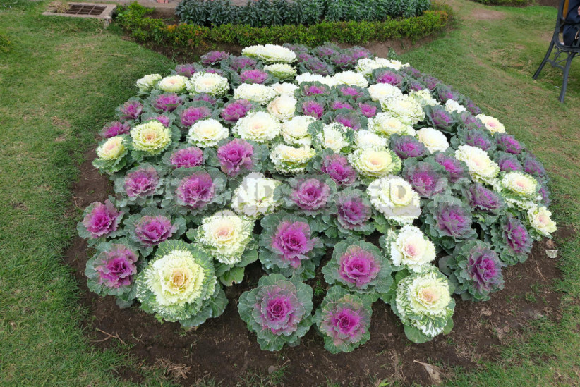 Decorative Cabbage: Planting and Care, Types and Varieties (Part 1)