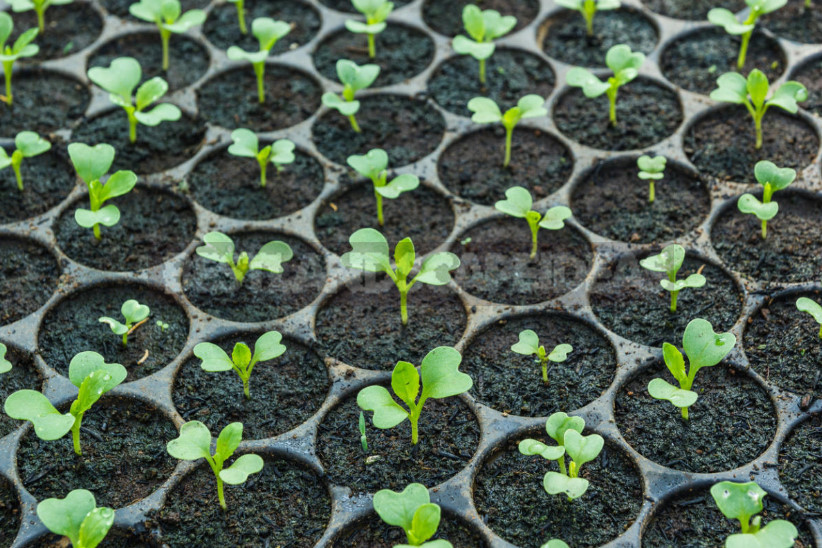 Decorative Cabbage: Planting and Care, Types and Varieties (Part 1)