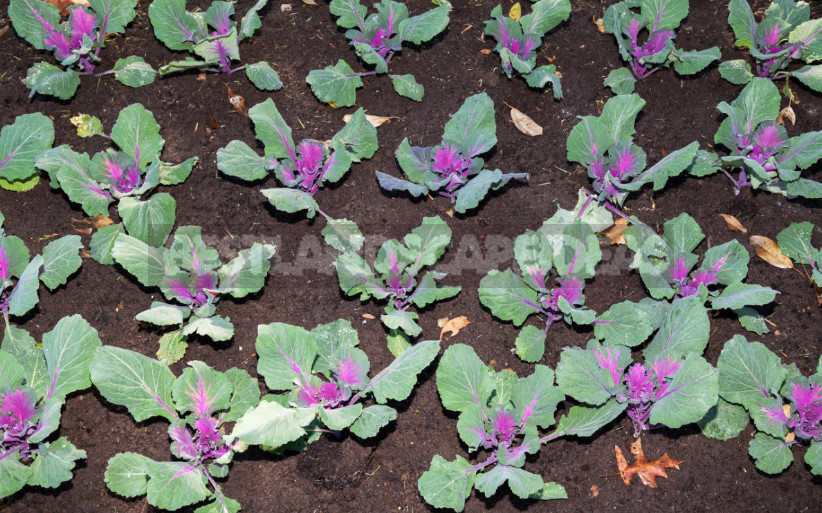 Decorative Cabbage: Planting and Care, Types and Varieties (Part 1)