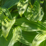 Veratrum: Description, Types, Growing in the Garden