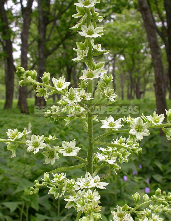 Veratrum: Description, Types, Growing in the Garden