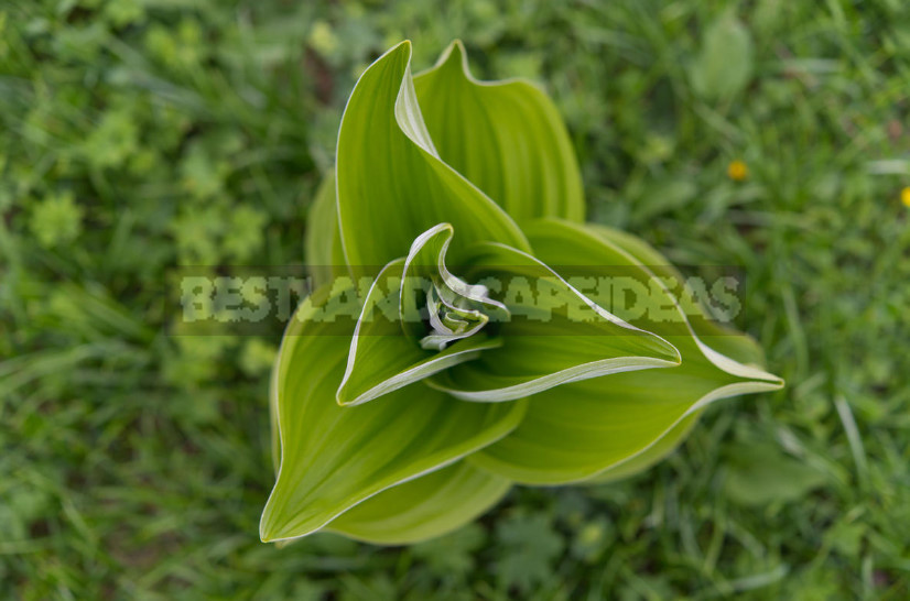 Veratrum: Description, Types, Growing in the Garden