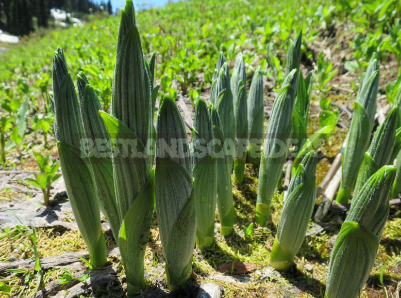 Veratrum: Description, Types, Growing in the Garden