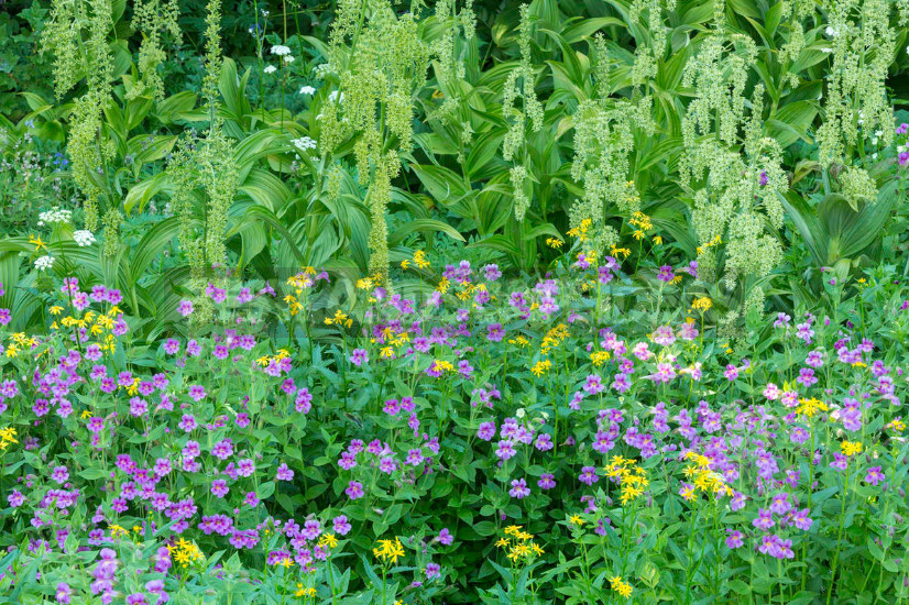 Veratrum: Description, Types, Growing in the Garden