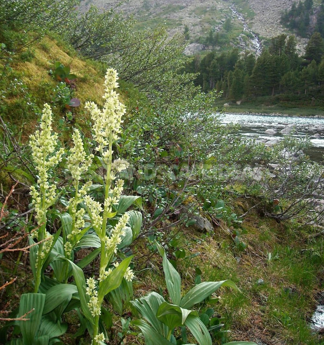 Veratrum: Description, Types, Growing in the Garden